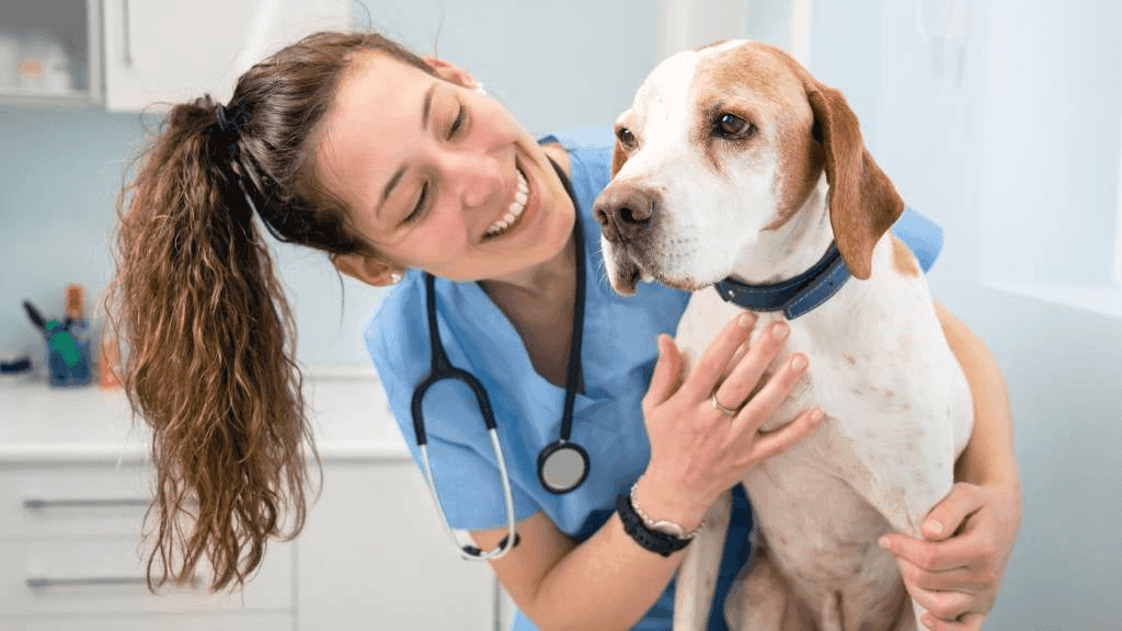 Vaquinha pet para ajudar animal em tratamento